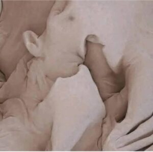 8 Steps to make a woman come in less than a minute …. Read More